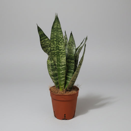 sansevieria-zeylanica