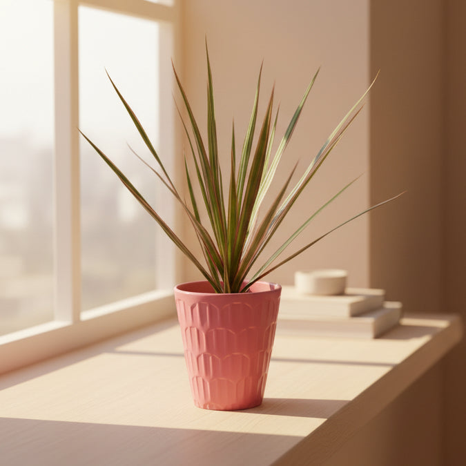Dracaena Marginata Rosa