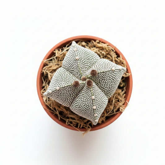 astrophytum quadricostatum