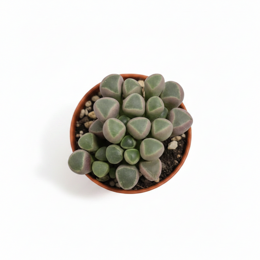planta bebe suculenta