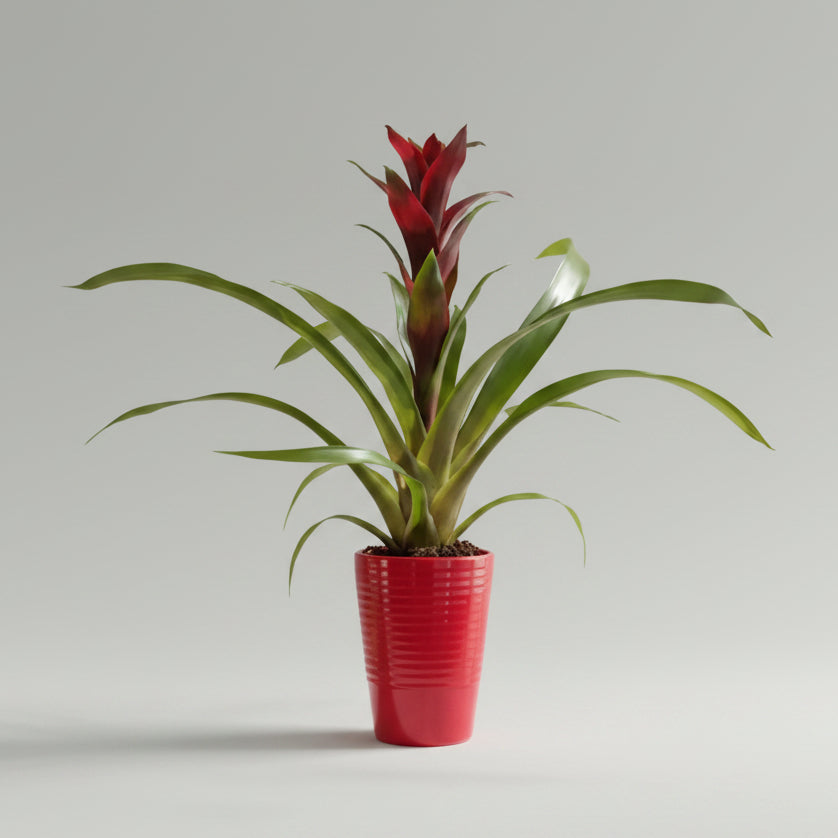bromelia-guzmania-macetero-rojo