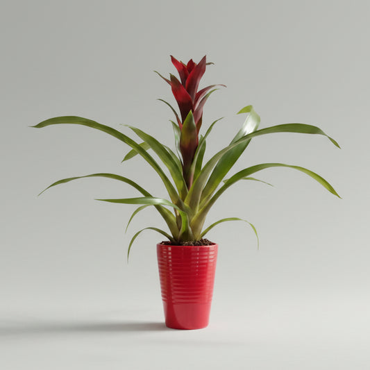 bromelia-guzmania-macetero-rojo