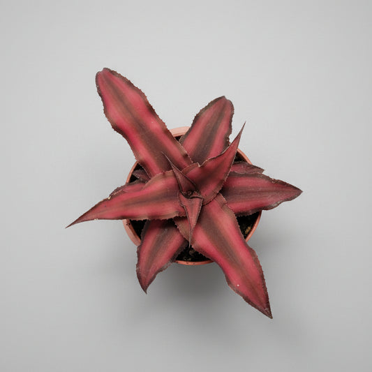 cryptanthus-red-star