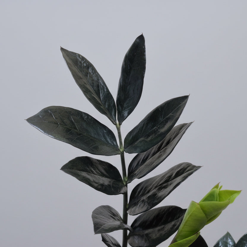 zamioculca-raven-hojas-negras