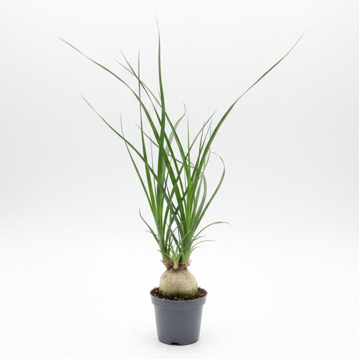 Beucarnea Recurvata Mini (Pata de elefante)