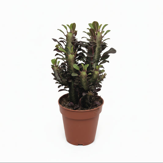 euphorbia trigona rubra