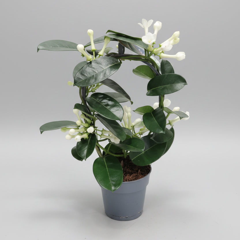 jazmin-de-madagascar-planta-interior