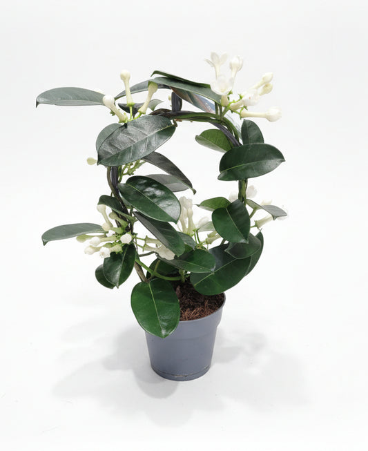 Jazmín de Madagascar (Stephanotis floribunda)