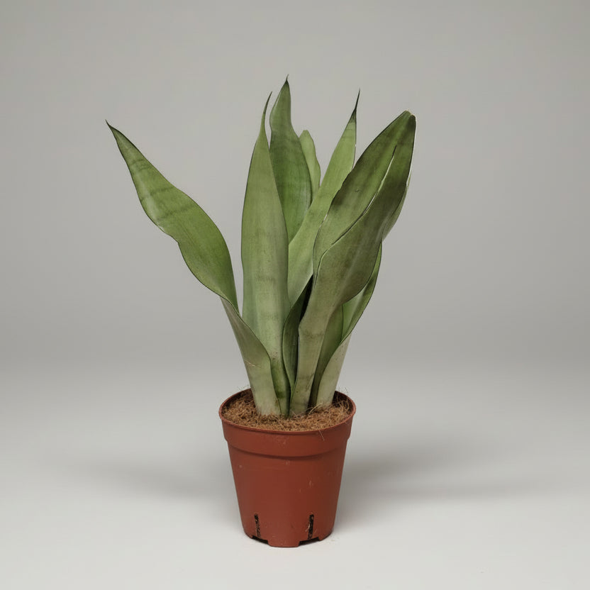 planta-resistente-interior