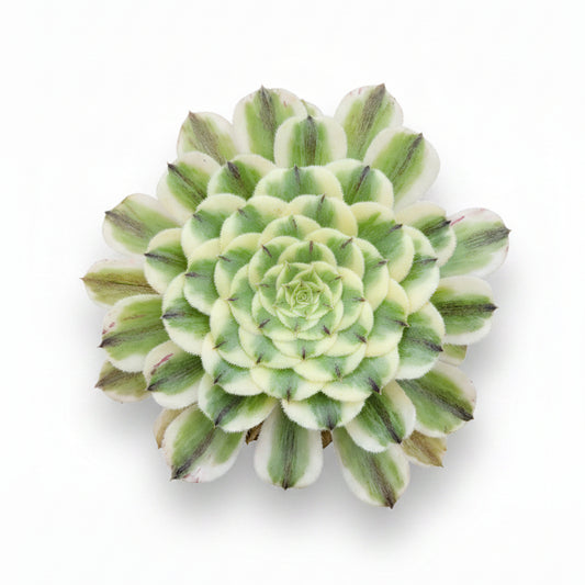 aeonium green wave