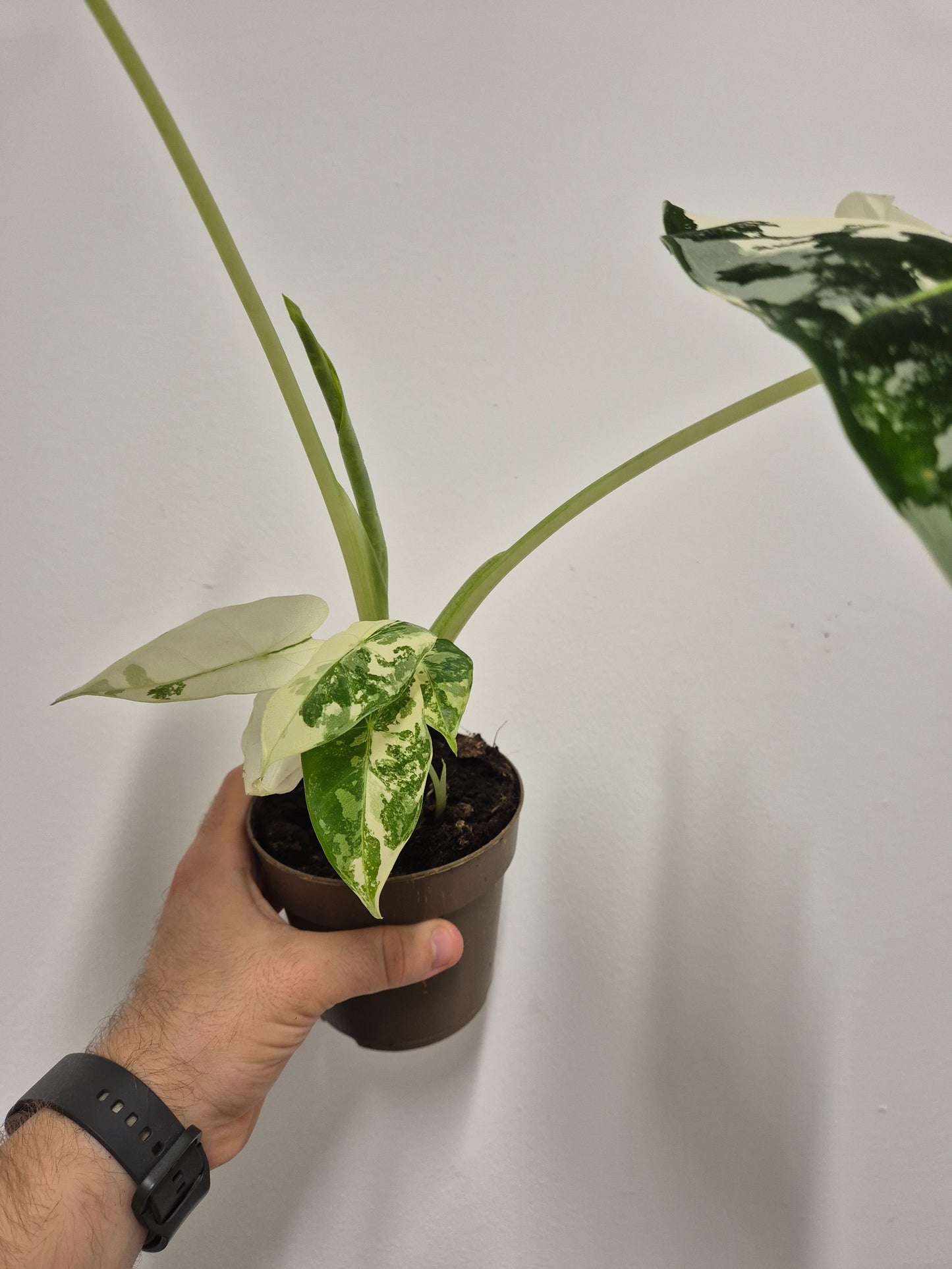 Lote Monstera y Alocasia