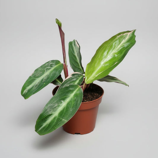 Calathea Stromanthe Triostar Mini