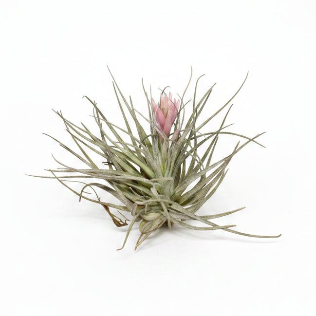 tillandsia cotton candy