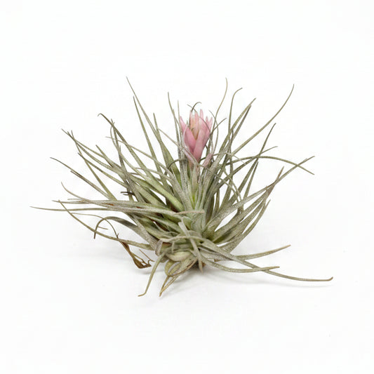 tillandsia cotton candy