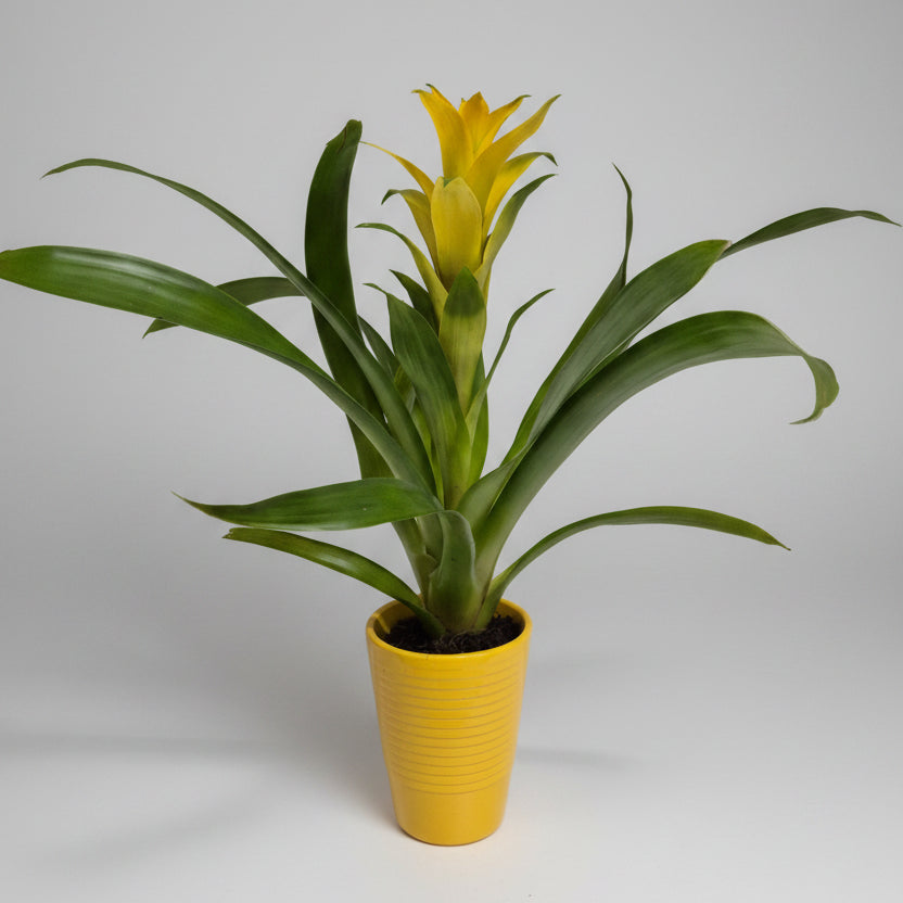 bromelia-guzmania-macetero-amarillo