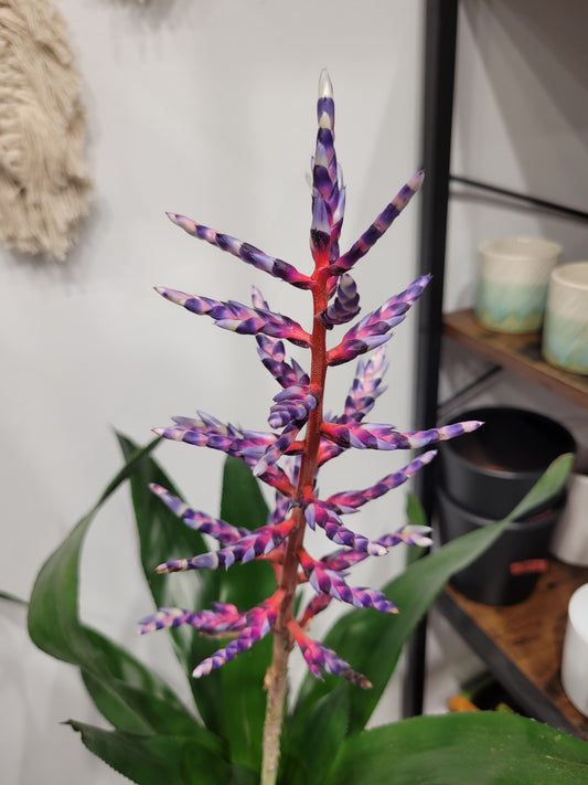 Aechmea Blue Rain
