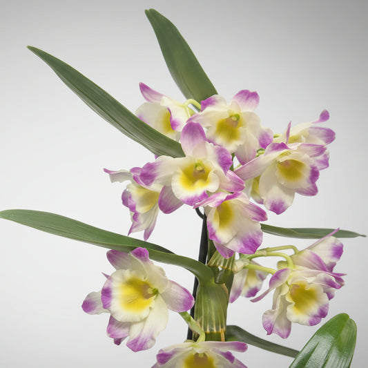 Orquídea Dendrobium Flor fucsia amarillo