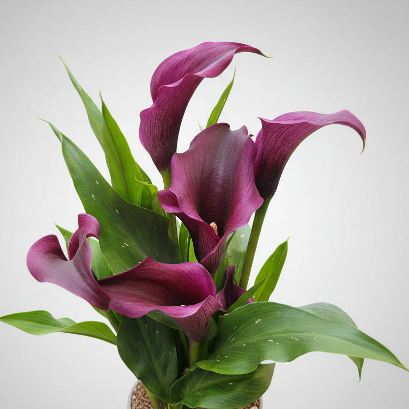 Zantedeschia Cala Flor Morada
