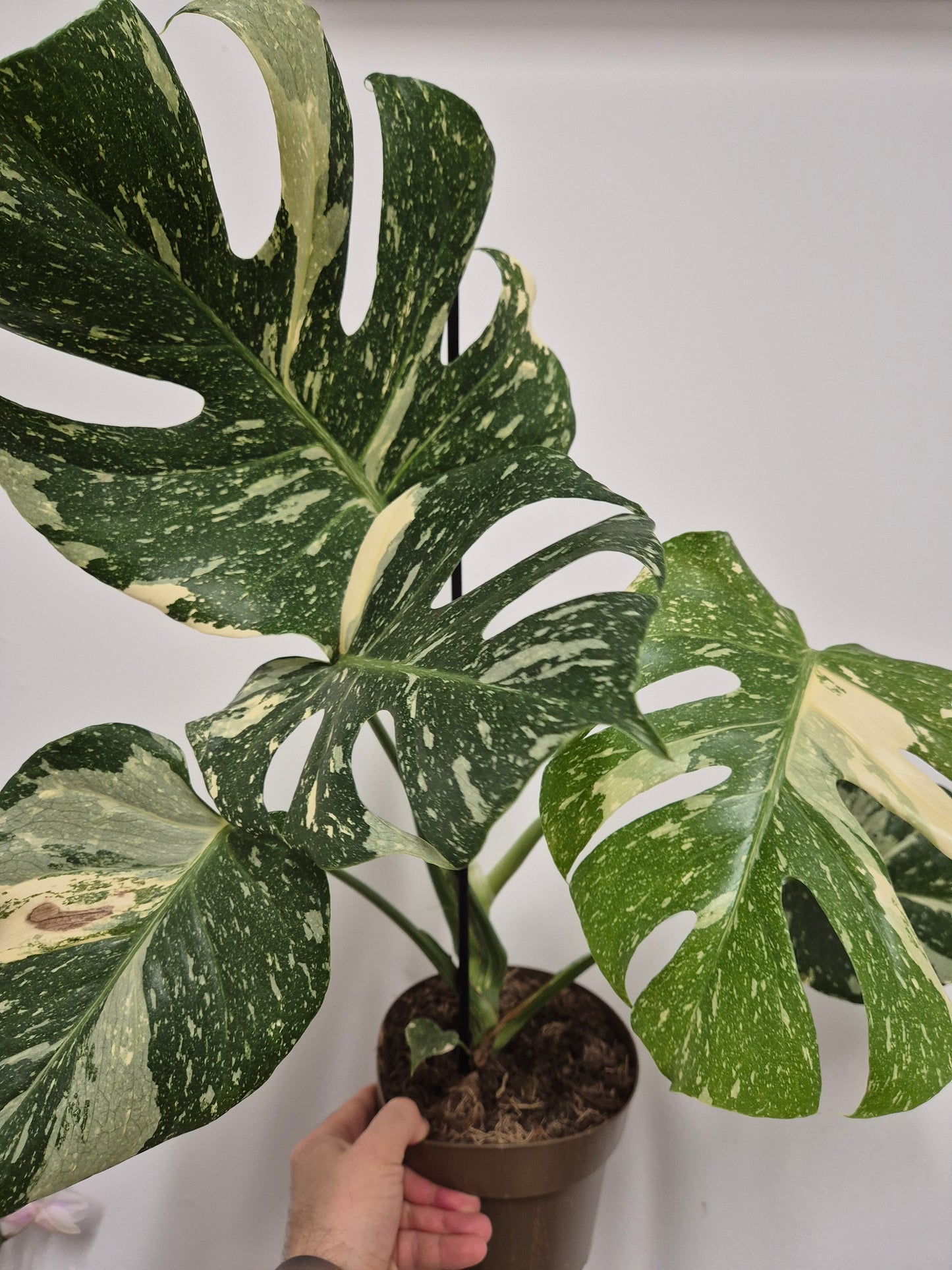 Lote Monstera y Alocasia