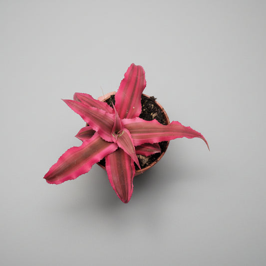 cryptanthus-pineapple-star