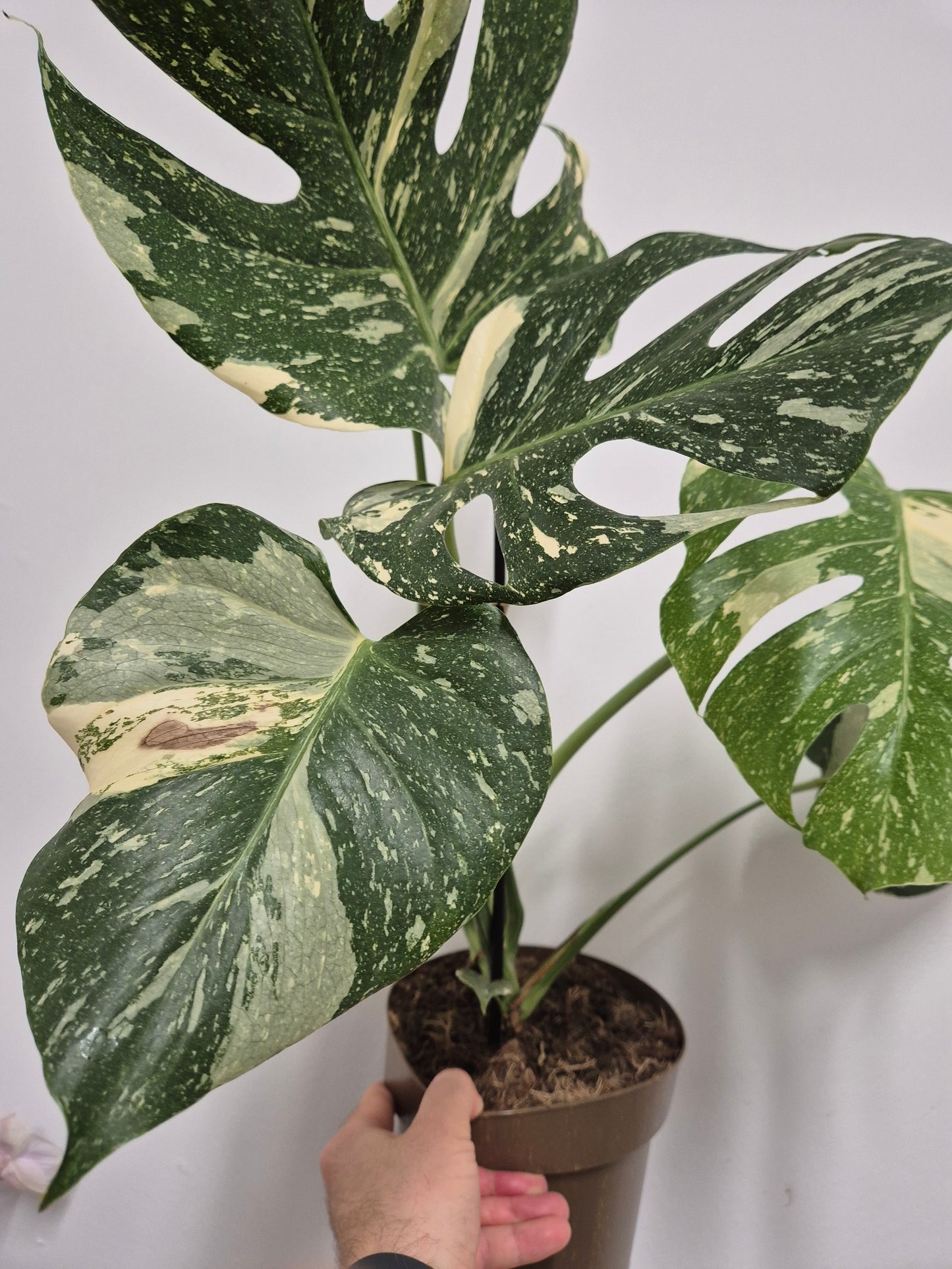 Lote Monstera y Alocasia