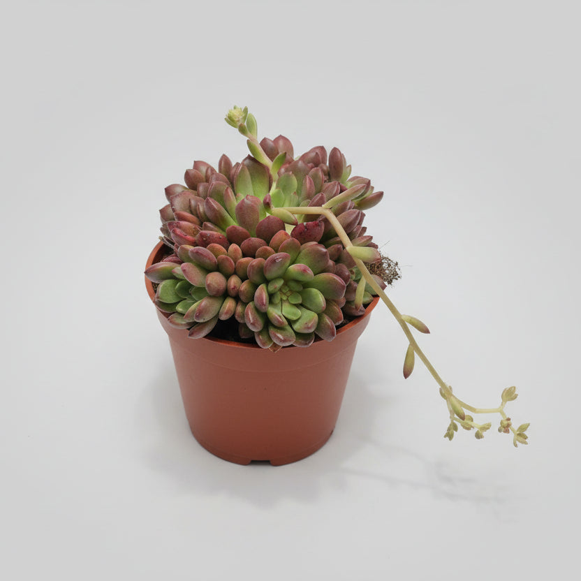 Graptoveria Bashful suculenta decorativa