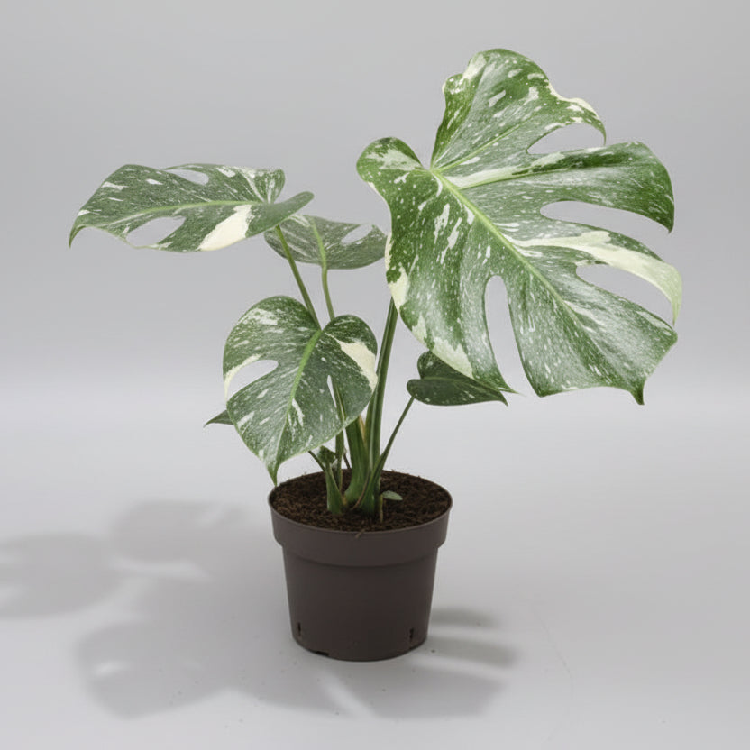 monstera-thai-constellation