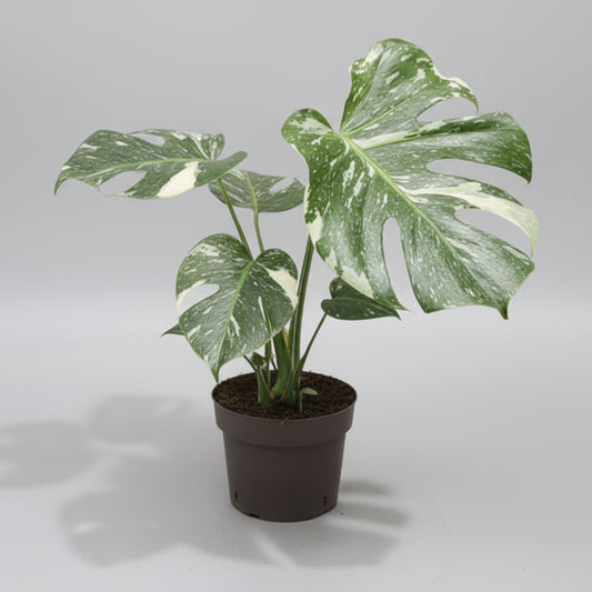 monstera-thai-constellation