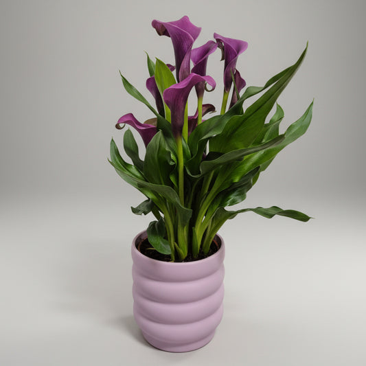 zantedeschia-cala-macetero-rosado