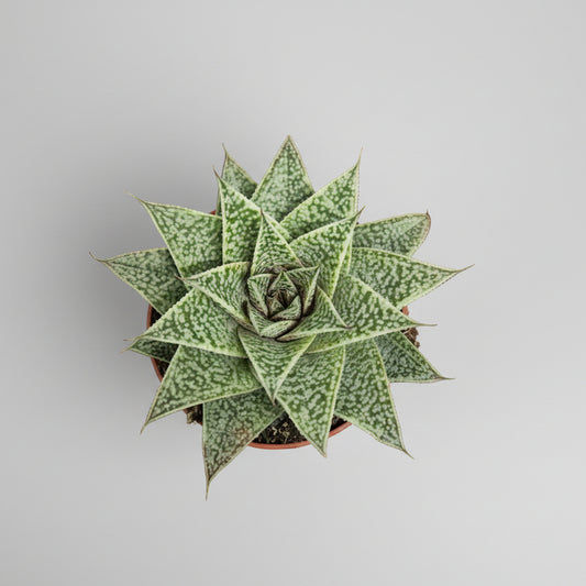 gasteria-blue-moon