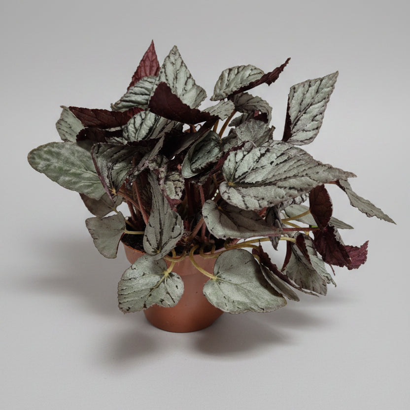 begonia-rex-artic-breeze