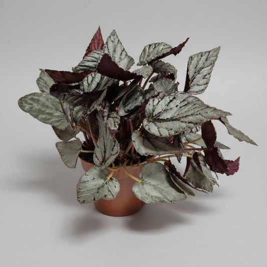 begonia-rex-artic-breeze