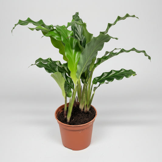 Calathea Rufibarba Mini