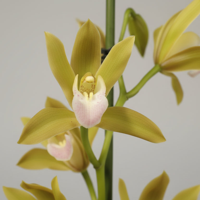 orquidea-cymbidium-flor-amarilla