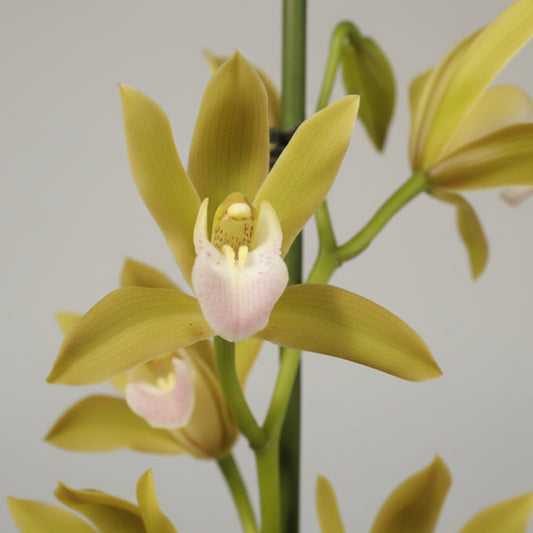 orquidea-cymbidium-flor-amarilla