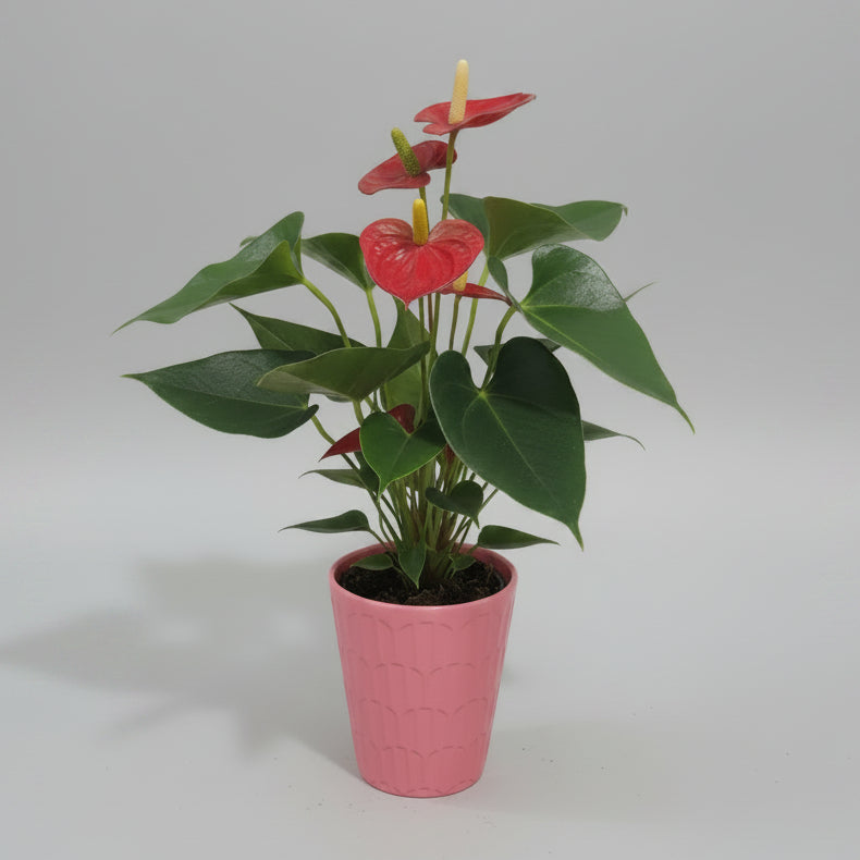 Anthurium flor roja con maceta
