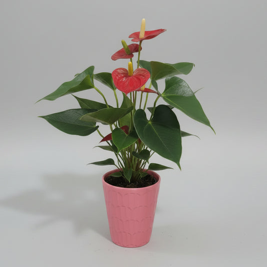 Anthurium flor roja con maceta