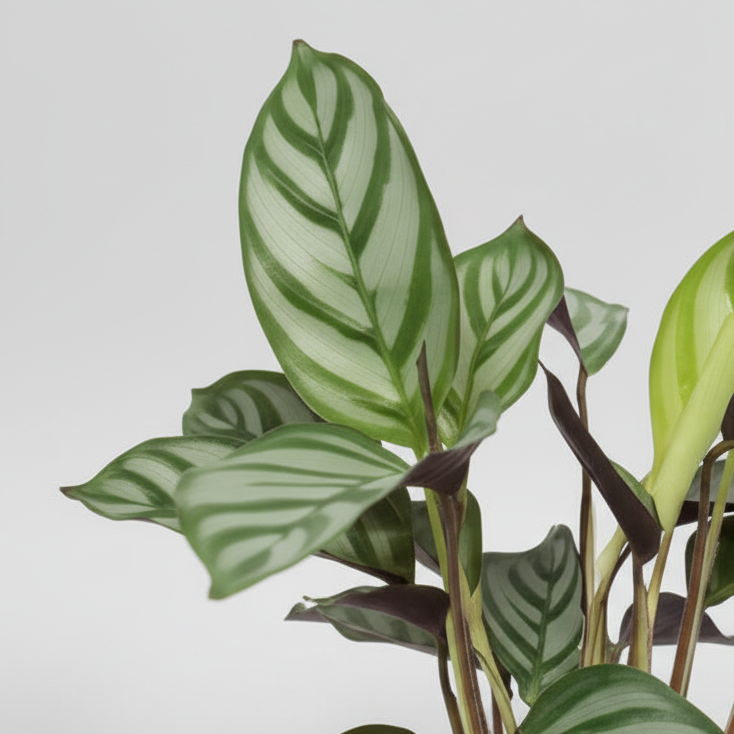 Ctenanthe Setosa Mini