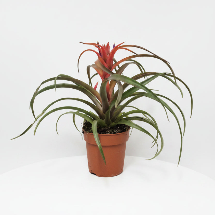 tillandsia capitata hermosa