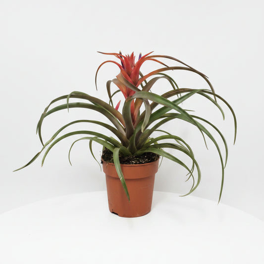 tillandsia capitata hermosa