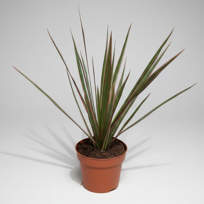 Dracaena Marginata Rosa