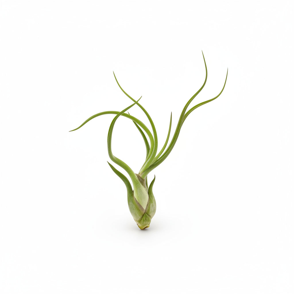 tillandsia caput medusae