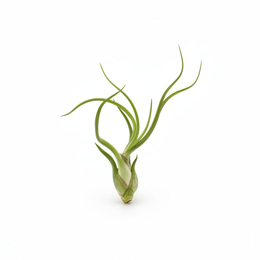 tillandsia caput medusae