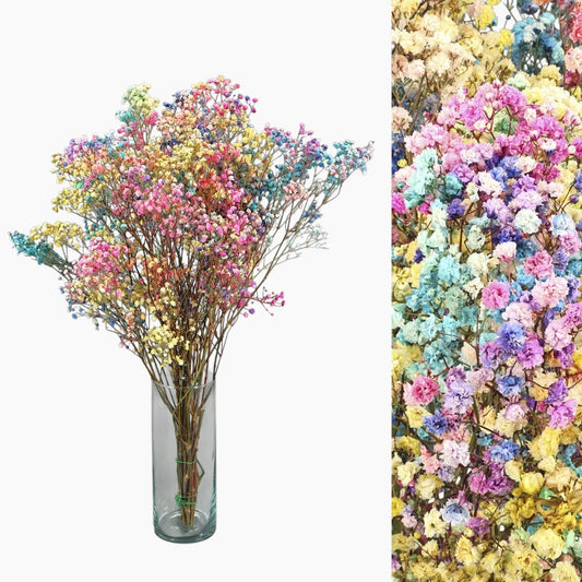 Paniculata Multicolor Preservada